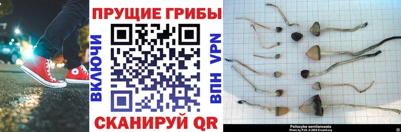 Псилоцибиновые грибы Psilocybine cubensis  Купить закладки  Нерехта 